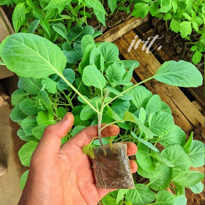 10 Bibit Kubis Siap Tanam