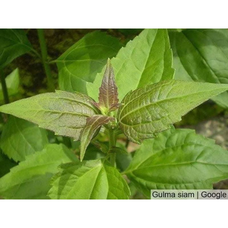 

daun balakacida segar 100gram termurah