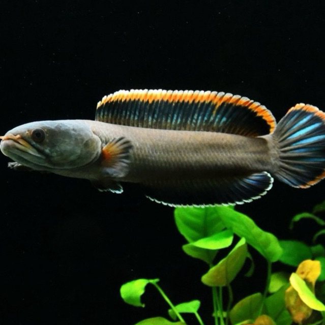 

CHANA LIMBATA REM TEBAL 6-7 CM