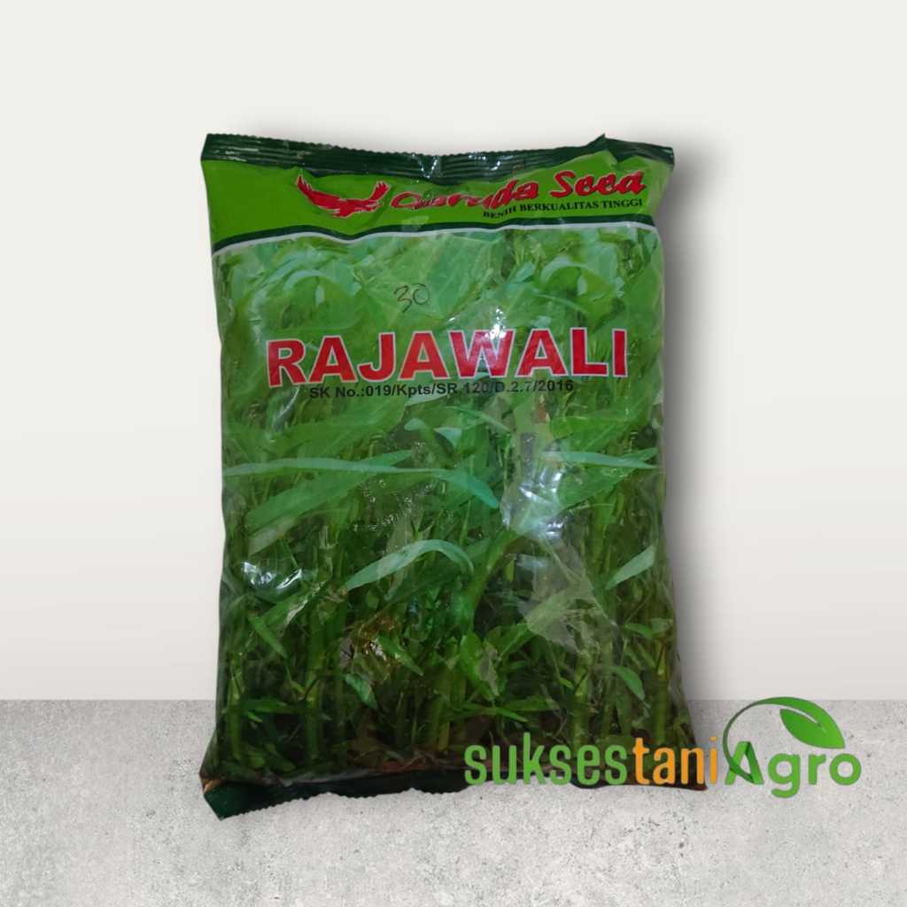 Benih kangkung Rajawali @1kg | bibit kangkung daun lebar rajawali 1 kg