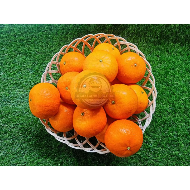 

Jeruk Mandarin Wokam / Jeruk Mandarin Wogan / Buah Jeruk Wokam Wogan Fresh