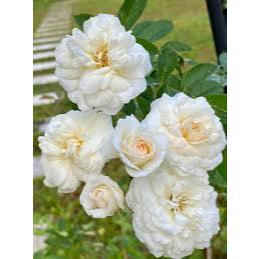 Mawar Prosperity - Mawar putih