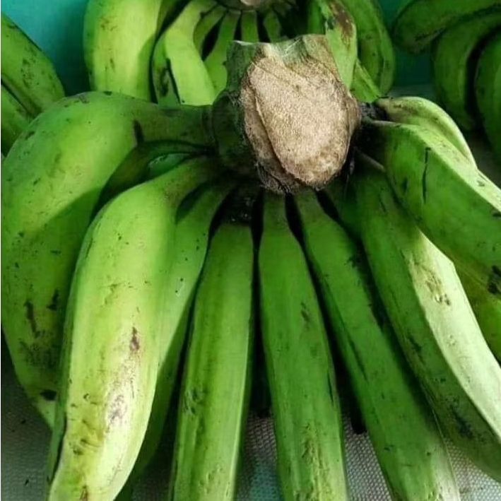 

PISANG NANGKA MENTAH - MATANG KETIKA UDAH SAMPAI NETTO 1 KG