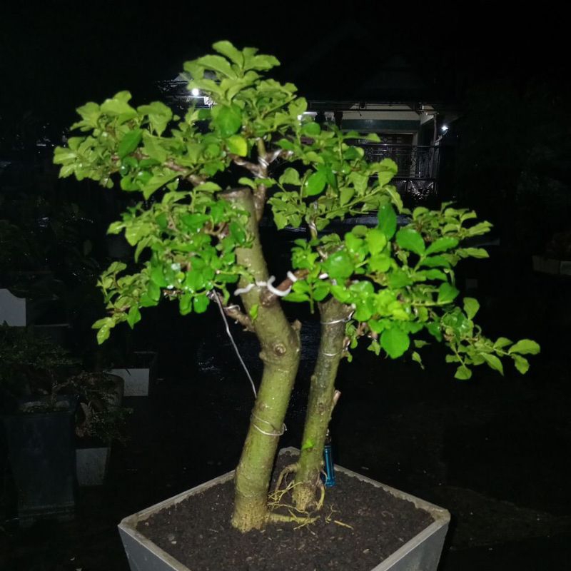 bonsai serut twin medium, real pict