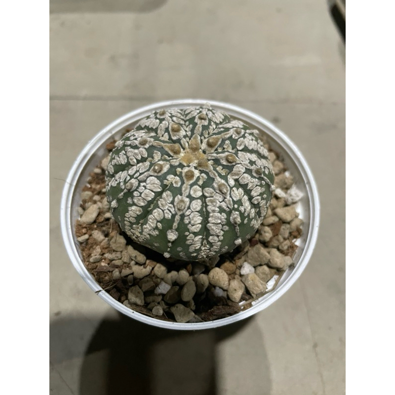 Astrophytum Superkabuto