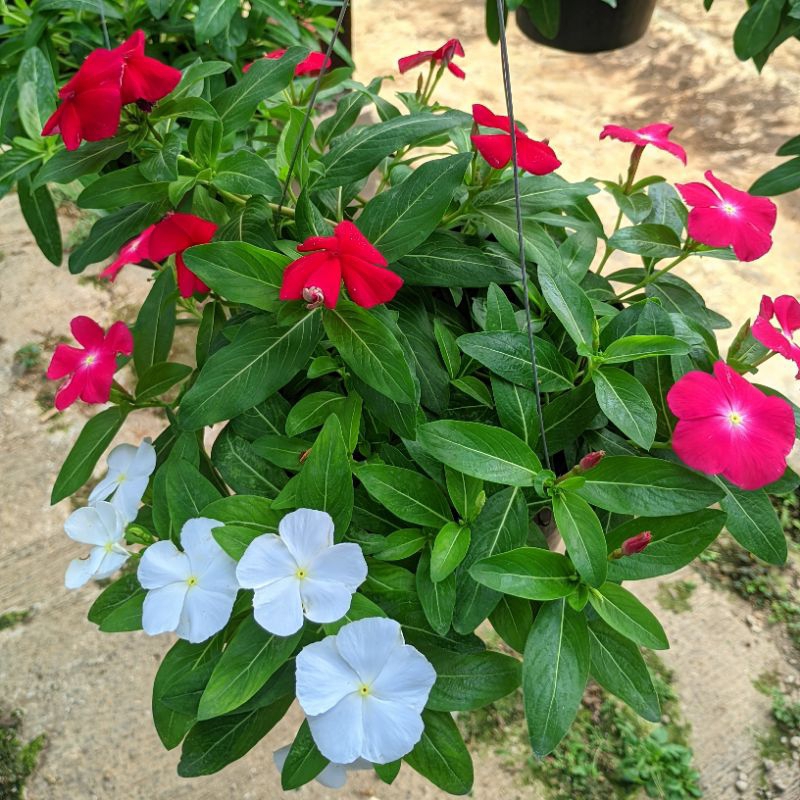 Tanaman Hias Bunga Vinca Gantung Tapak Dara Juntai