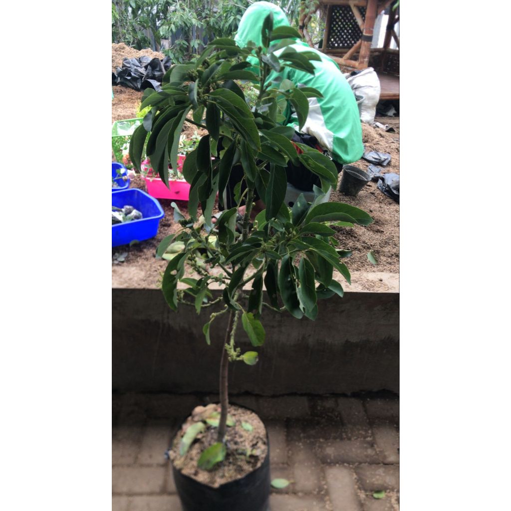 Bibit Tanaman Alpukat Kelud Kondisi Rimbun Berbunga 30kg