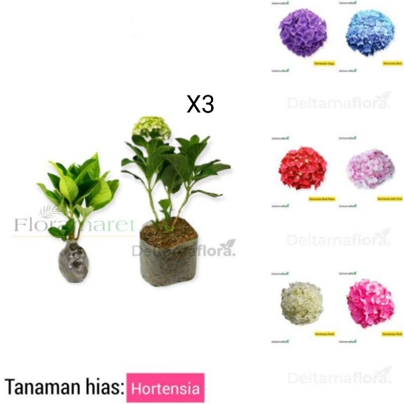 Bunga Hortensia Holland - Hydrangea Holland 3 Pot