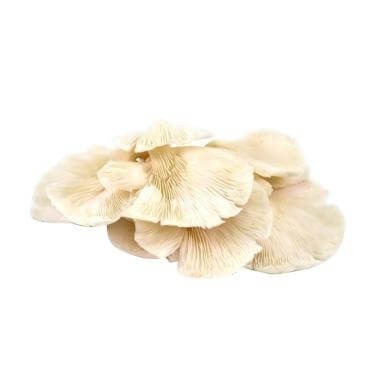 

JAMUR TIRAM berkualitas 250gram
