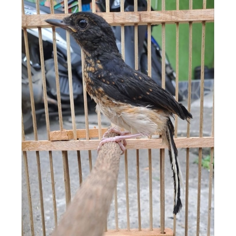 Murai Trotol gambling