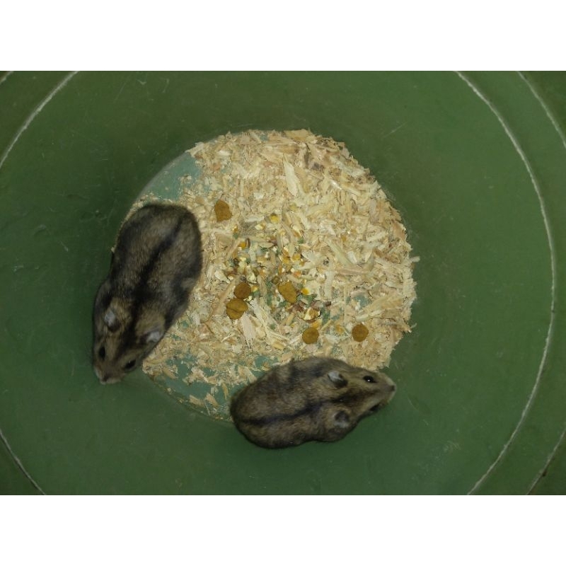 Hamster winter white