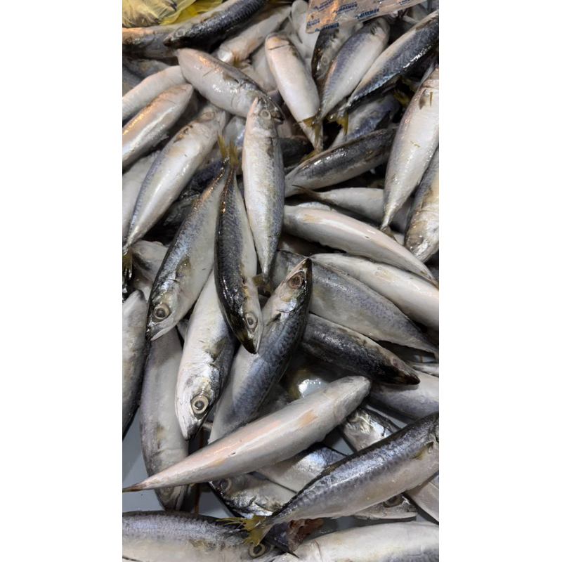 

IKAN LAUT SEGAR