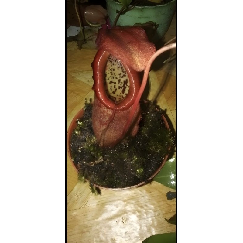 Biji Kantong Semar Nepenthes surigaoensis Tanaman Karnivora