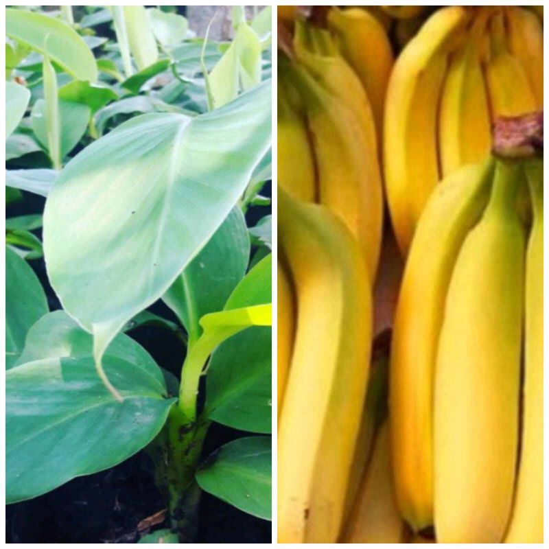

bibit unggul pisang cavendes super genjah