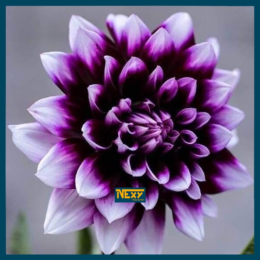 Umbi Bunga Dahlia - Benih Dahlia