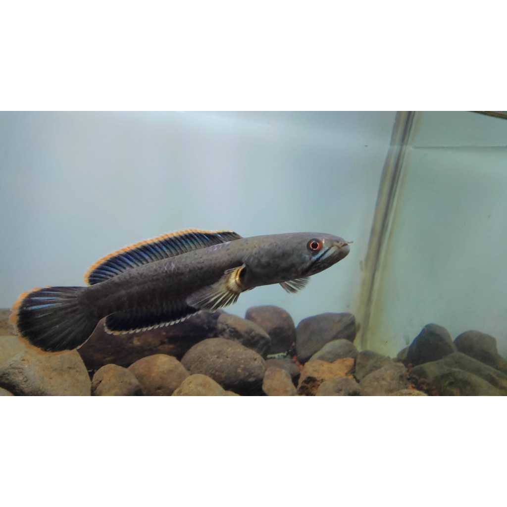 

stkerlimbatasize10-13cmbeli1gratis1