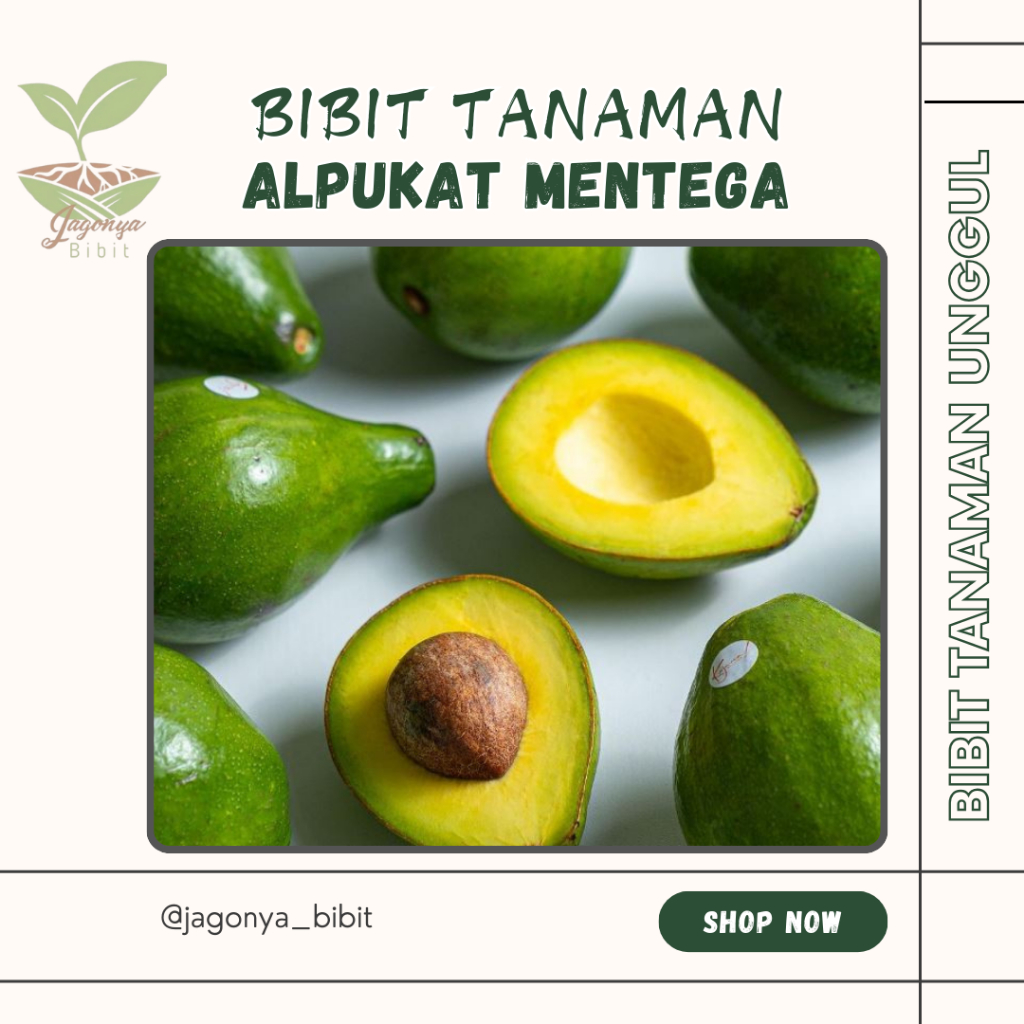 

Bibit Tanaman Buah Alpukat Mentega jumbo stek