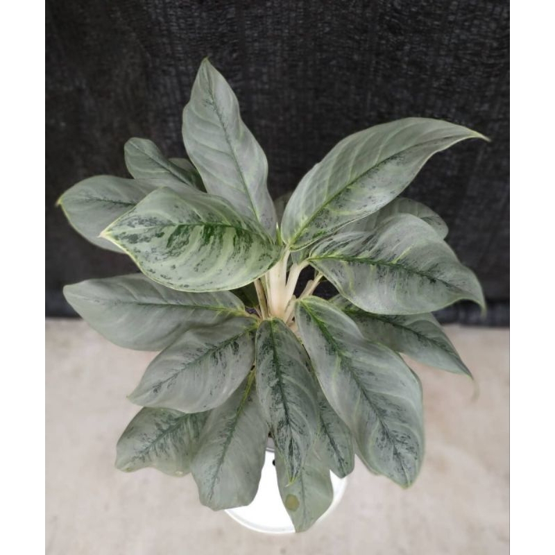 aglaonema silver curly / aglonema silver curly