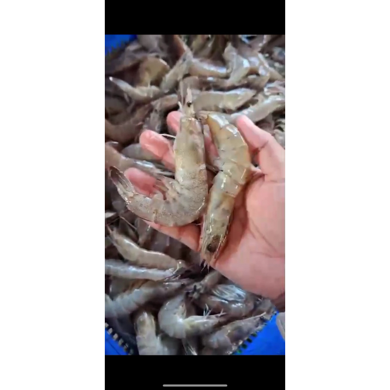 

Udang tambak besar fresh 1kg