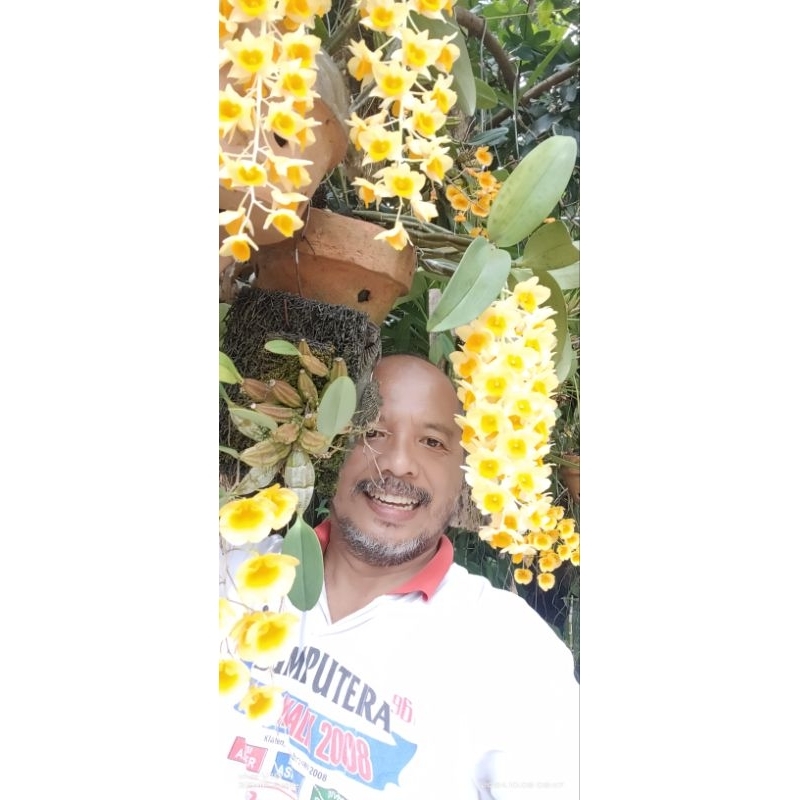 Densiflorum pasca bunga