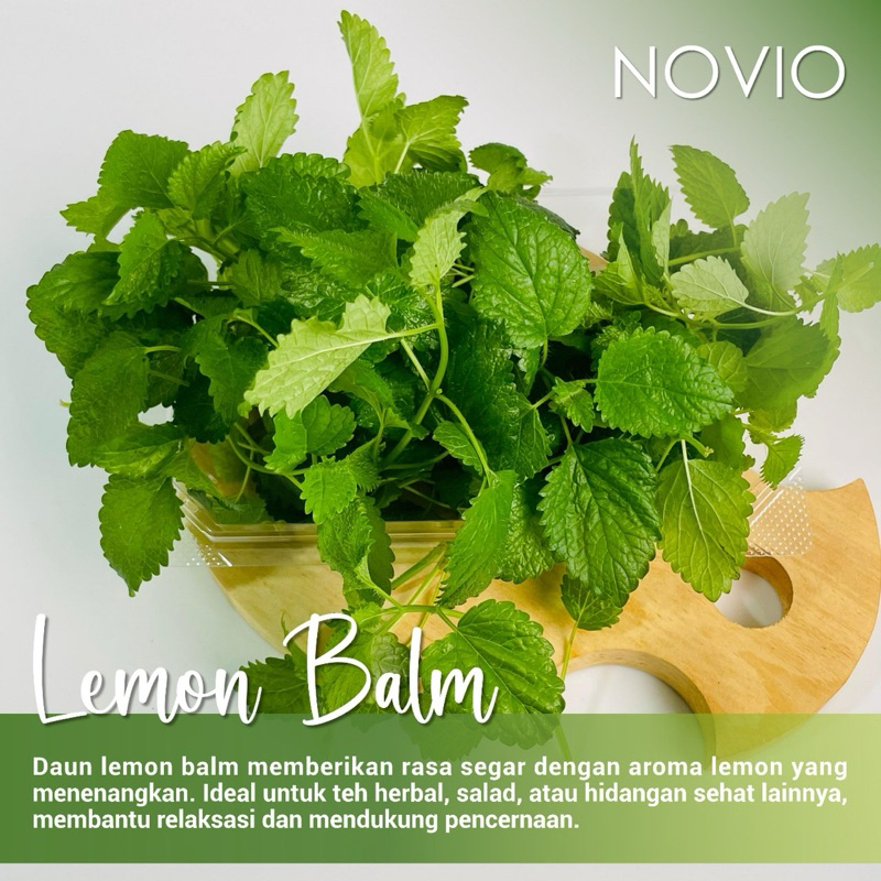 

Tanaman Lemon Balm / Leaf / Herbal / Fresh