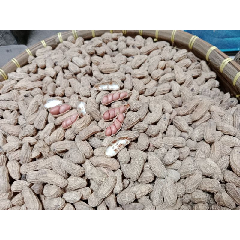 

KACANG KULIT SANGRAI 5 KG