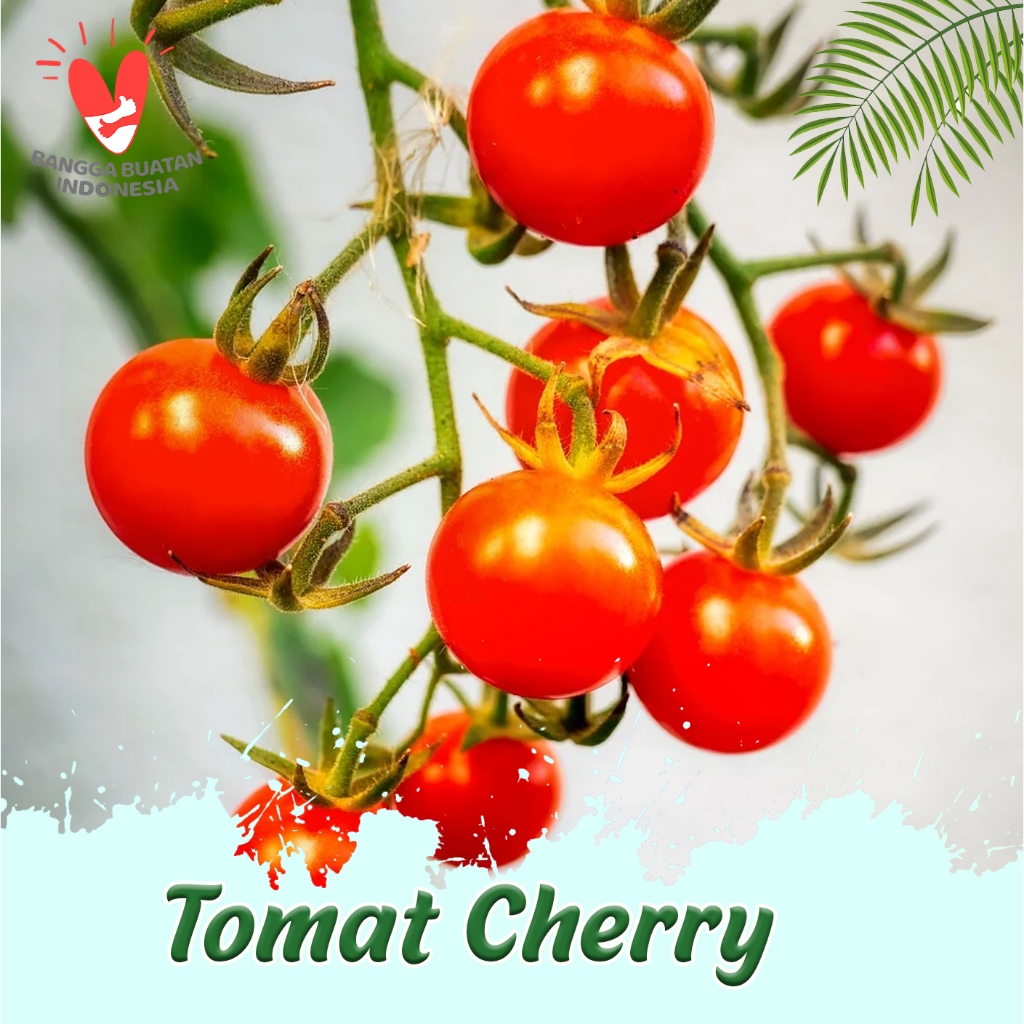 

TOMAT CHERRY FRESH KUALITAS TOP TERJANGKAU