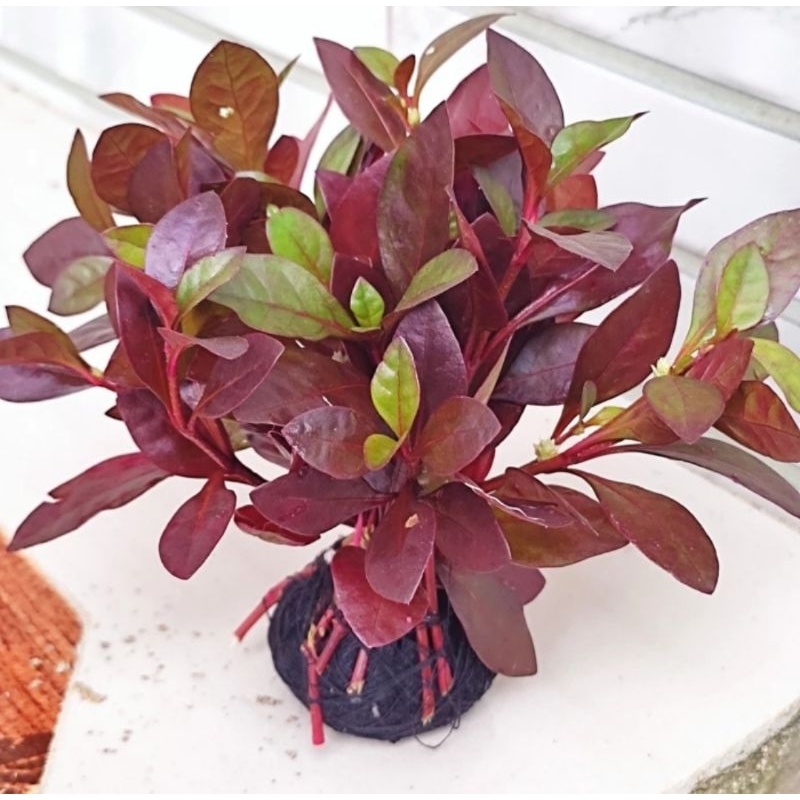 Ludwigia Red Malang