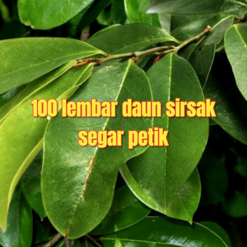 

100 lembar daun sirsak segar langsung petik