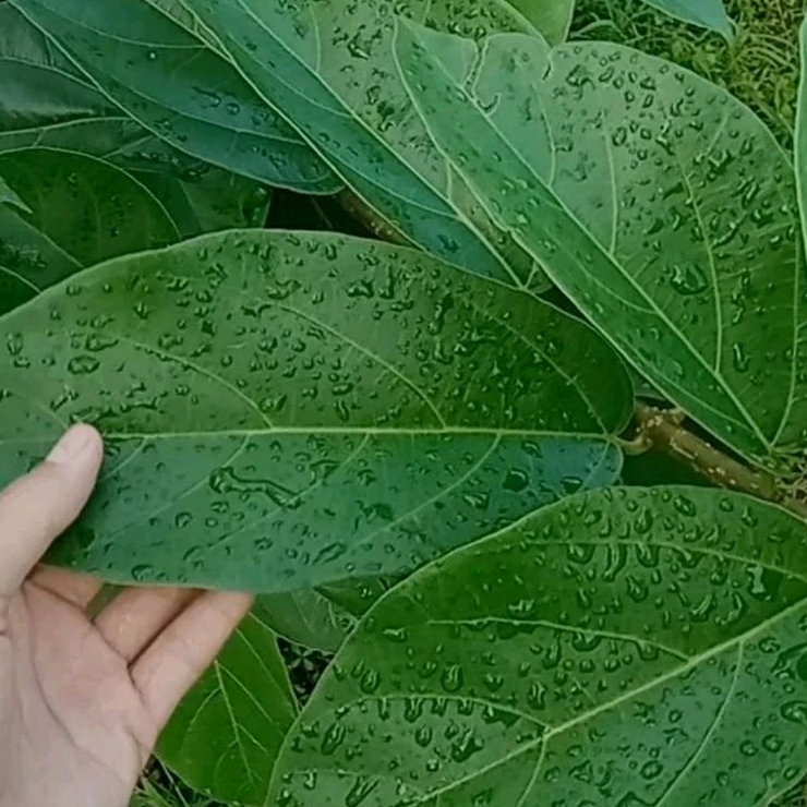 

Daun Cincau Hijau/Perdu 100gr