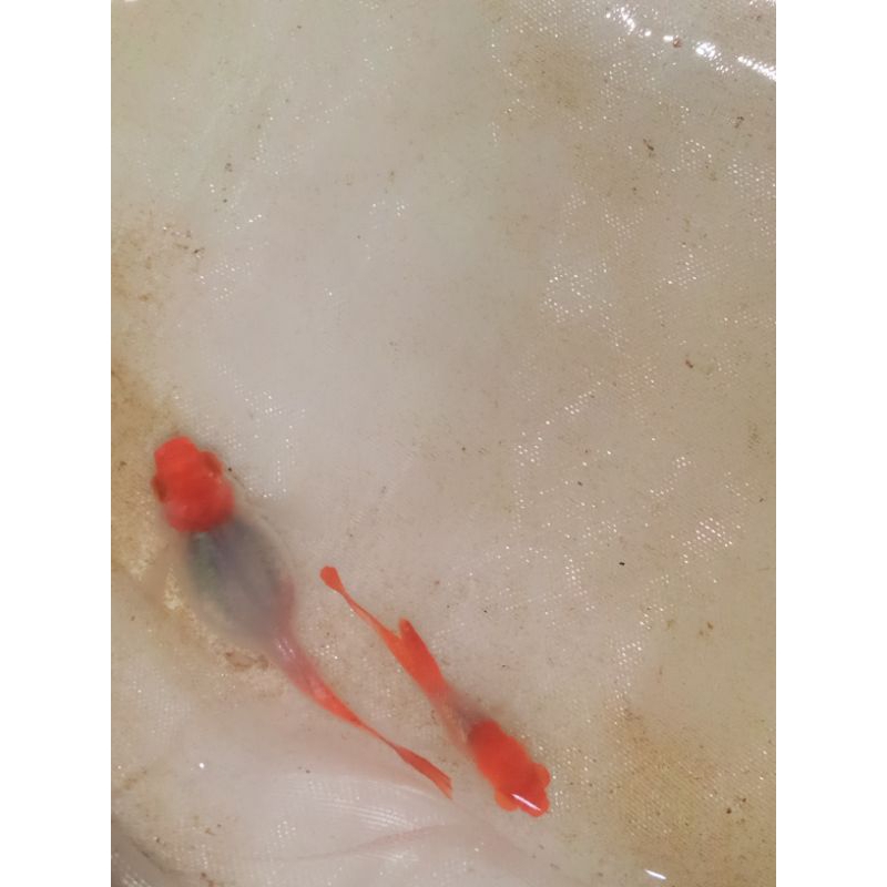 hiasan aquarium ,bubble eye albino platinum koi / platinum koi bubble eye 1 pasang size 6-7 bulan ( 