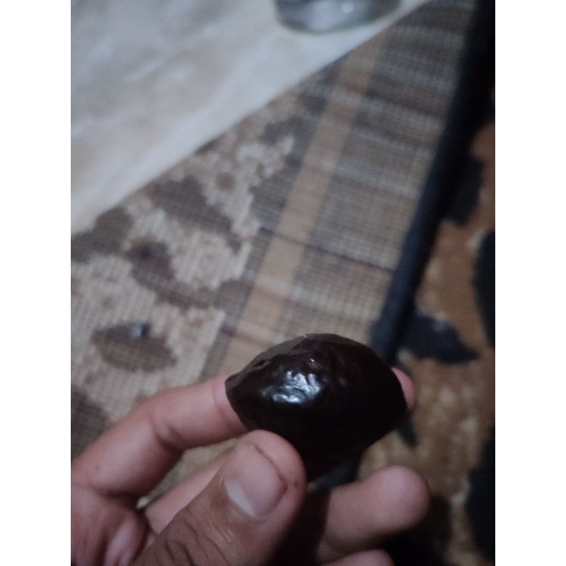 muncang panjangan siap adu naek 7 kali