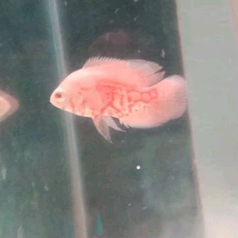 

OSCAR NEMO - KADO HIASAN AQUARIUM UKURAN 6-7 CM