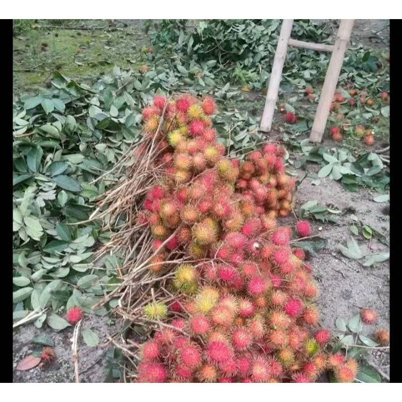 

Buah Rambutan Manis 1kg