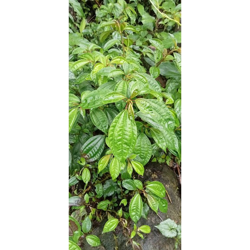 

pohpohan gunung per 250 gram