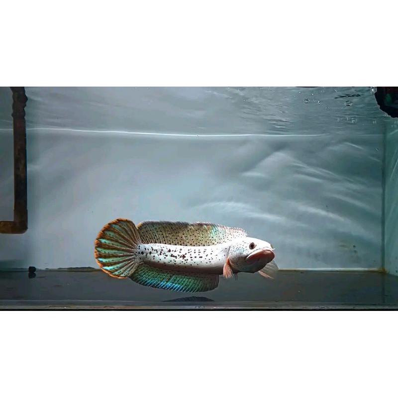 Hiasan Aquarium Channa Barca Size 7-10cm COD