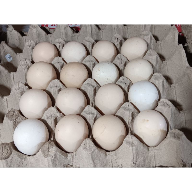 

telor ayam kampung segar 1pcs