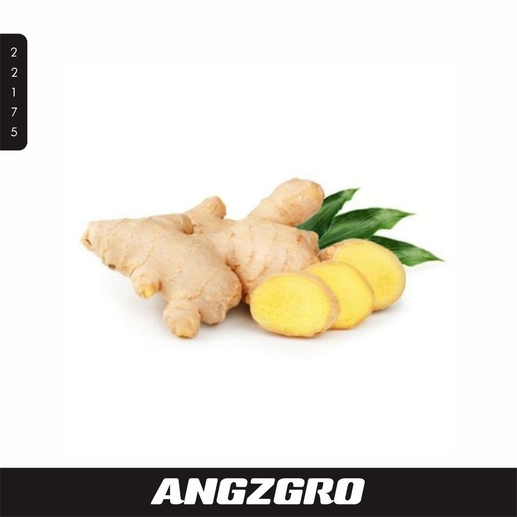 

Jahe 250 Gr/ Pack