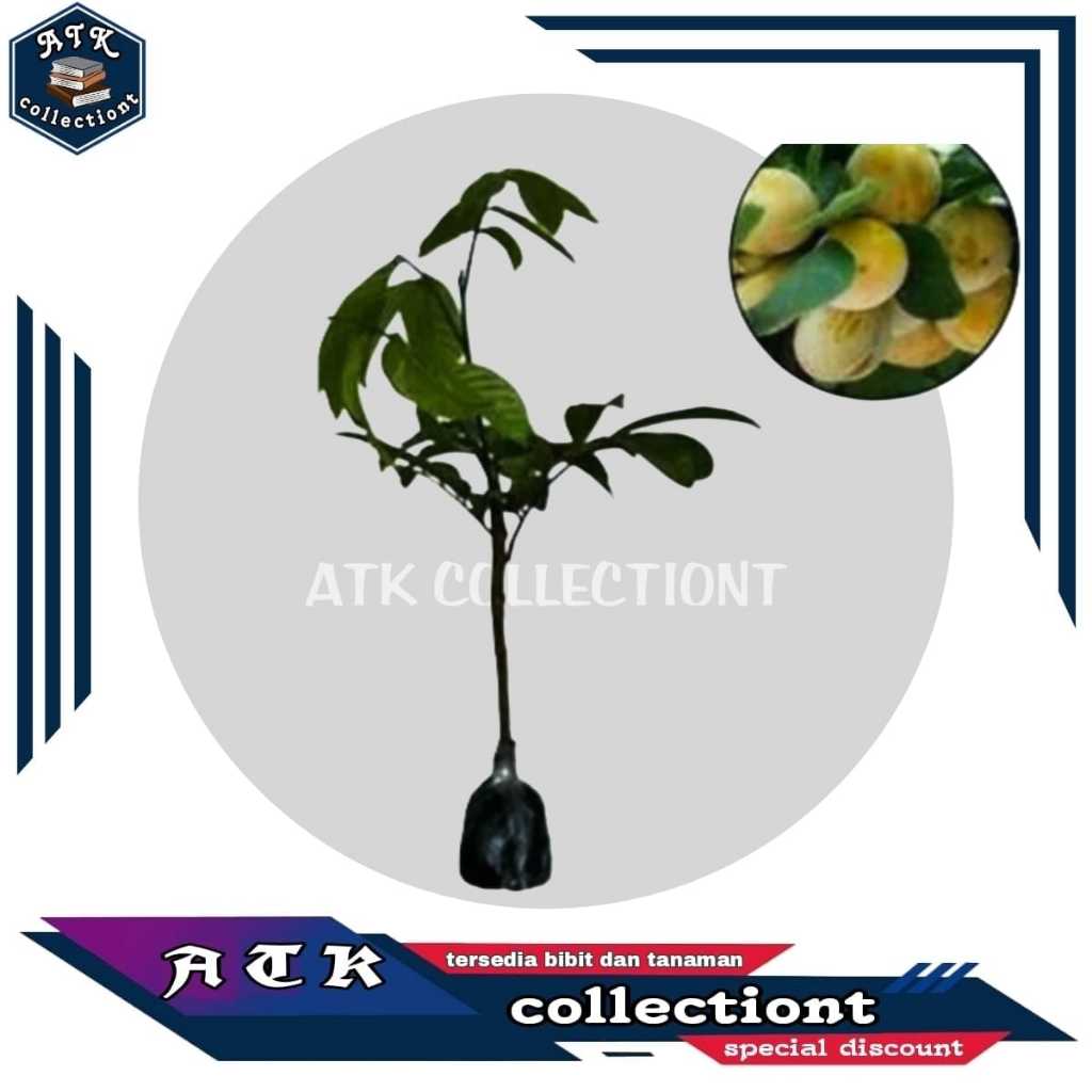 Bibit Pohon Dukuh Manis Hasil Okulasi