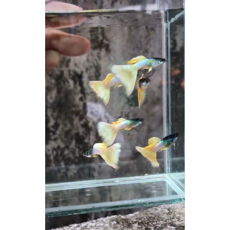 

Hiasan akuarium Yellow pingu