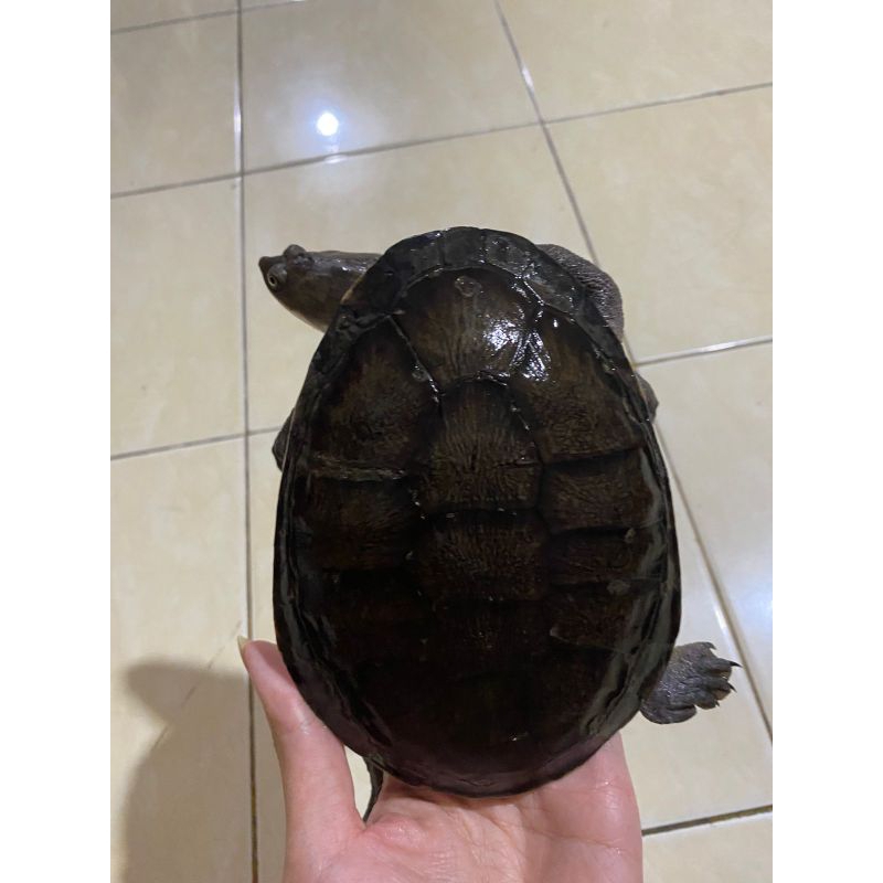 kura kura leher panjang siebenrocky