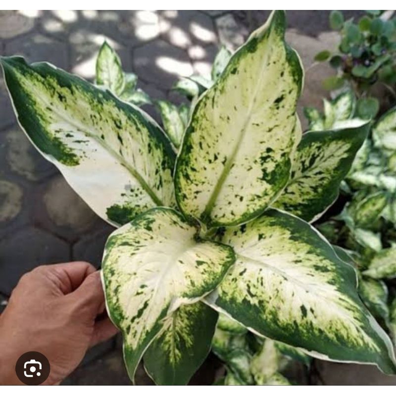 AGLONEMA LUKISAN CINTA/DIVEN LUKISAN CINTA