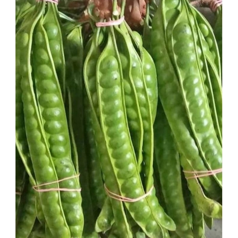 

pete 10 lonjor petay segar 20 lonjor Pete segar 10 papan asli Banten Pandeglang