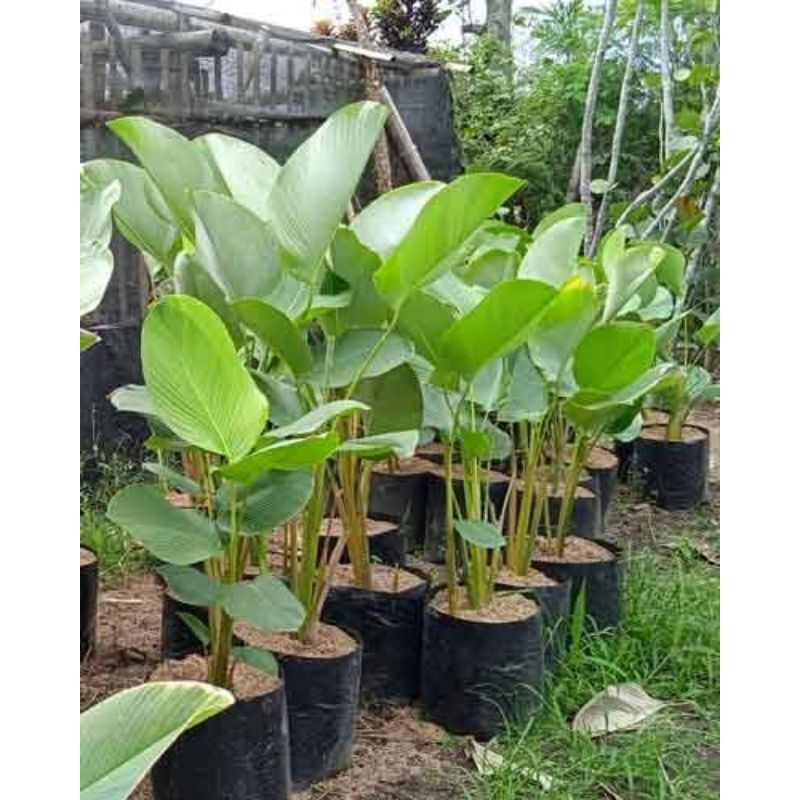 Tanaman Hias Calathea Luthea - Pisang Luthea - Calathea Pisang - Tanaman Hias Taman Tropis