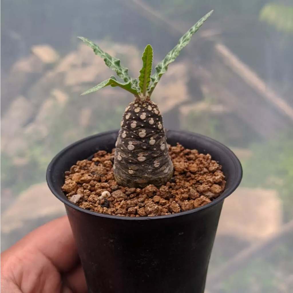 Dorstenia Lancifolia Bibit