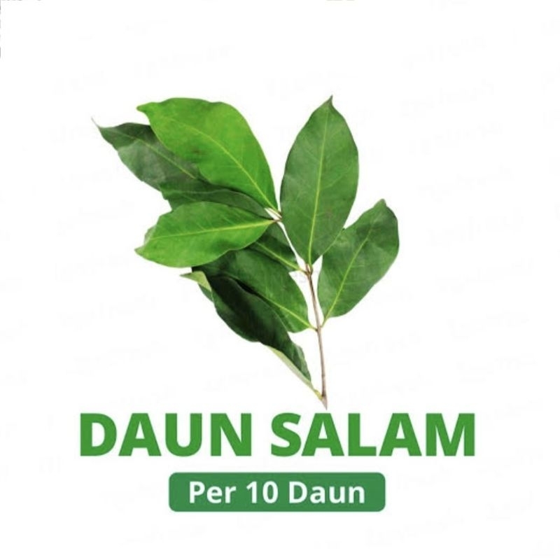 

Daun salam segar