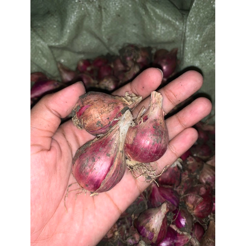 

BAWANG MERAH SUPER GRADE A,BOLEH TANYA DULU DI CHAT SHOPEE ,BAWANG MERAH DEMAK JOSSSS,BACA DESKRIPSI BOX