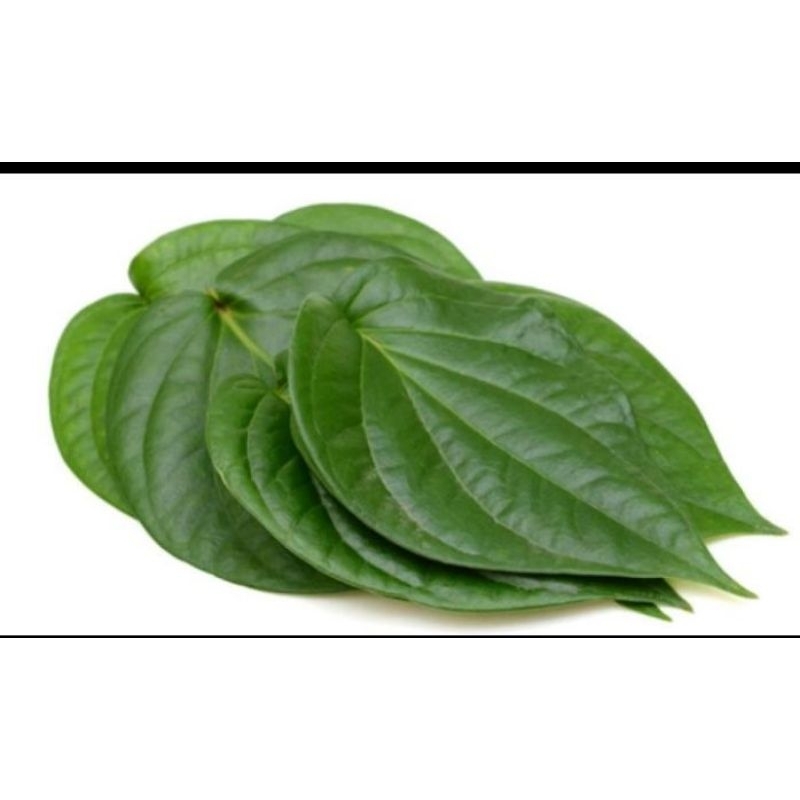 

Daun sirih asli penuh akan khasiat/daun sirih segar per 200 gram