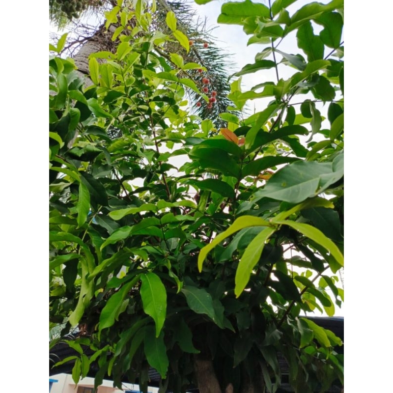 

Daun jambu untuk masker alami perawatan kecantikan/ 100gr