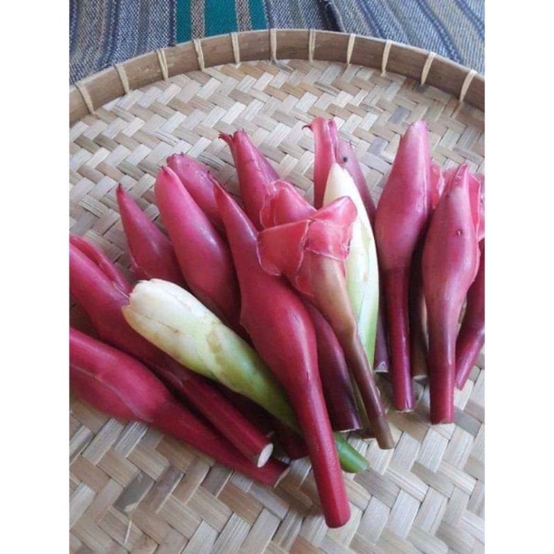 

kembang kecombrang fresh isi 1 pcs